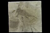 Eurypterus (Sea Scorpion) Fossil - New York #131492-1